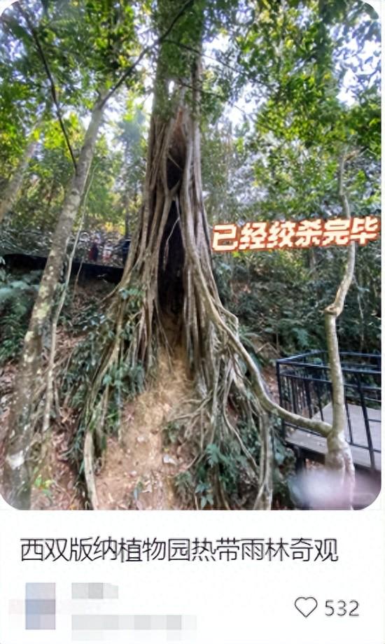 赢盈配资 一种南方很常见的树，亲手策划了多起“谋杀案”